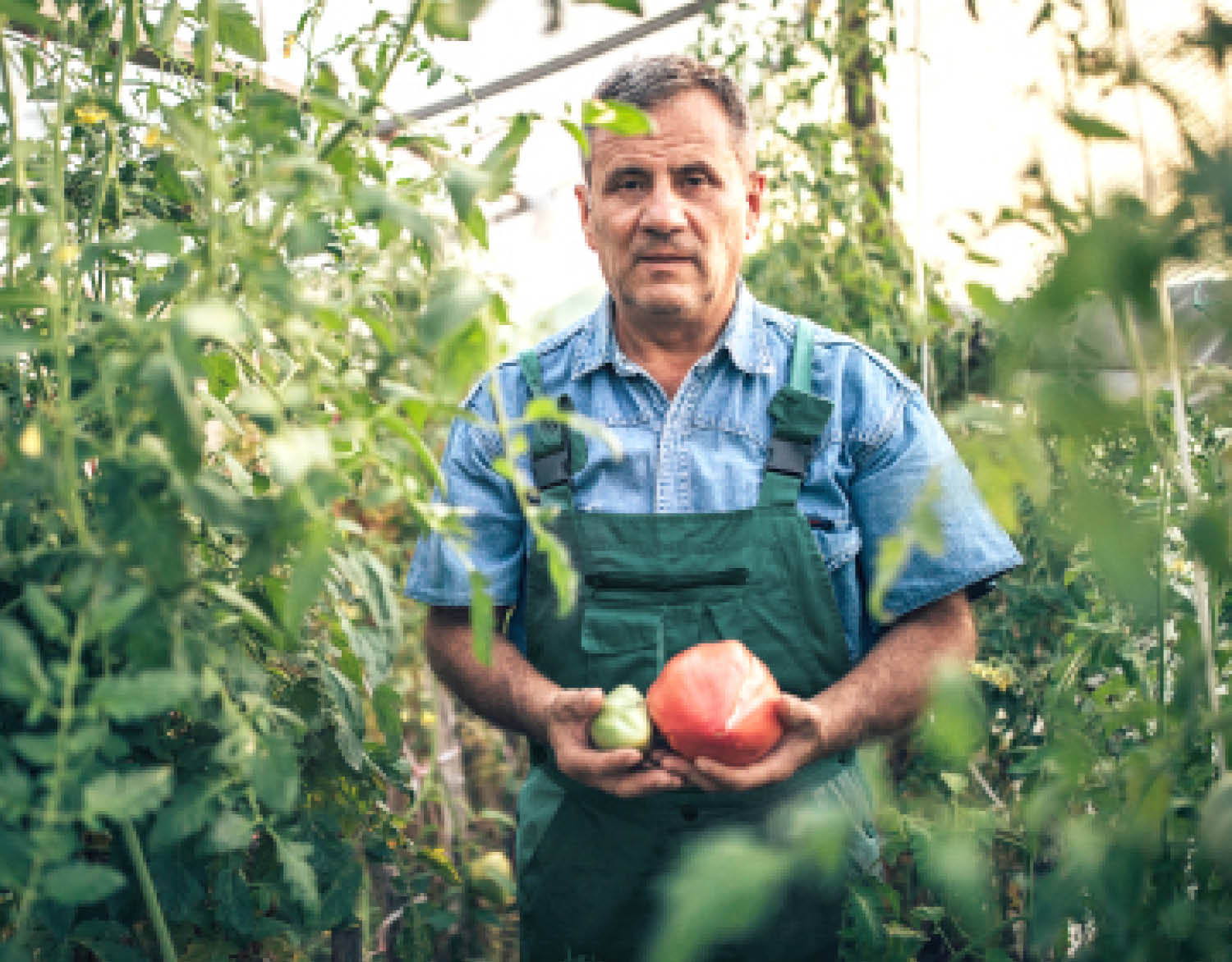 Senior farmer in work suit standing in garden and holding tomato