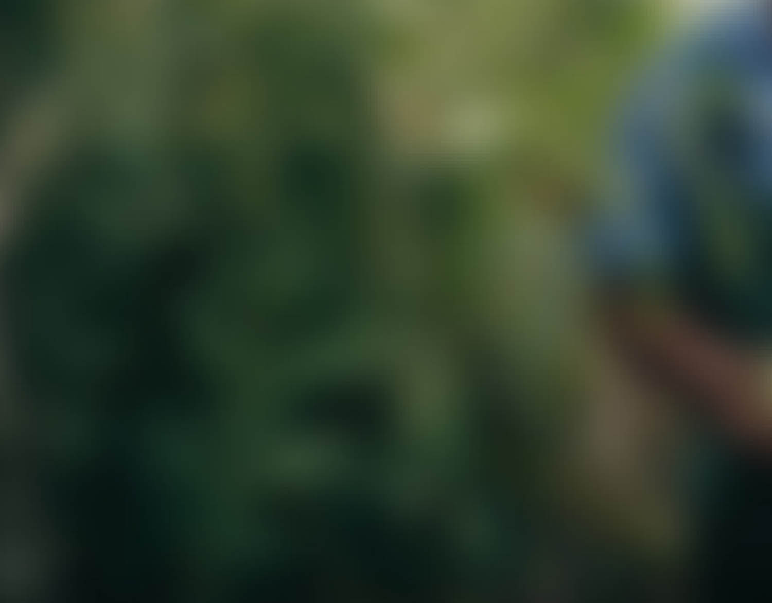 Senior farmer in work suit standing in garden and holding tomato
